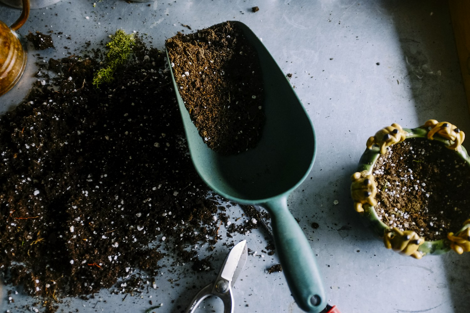 Tools and seedlings for a new garden
